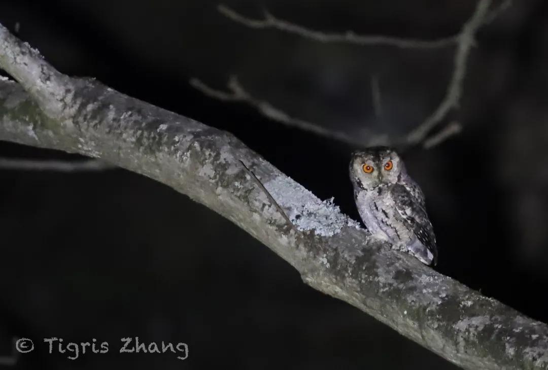 冰雪世界里的奇幻森林——唐家河、卧龙自然观察记