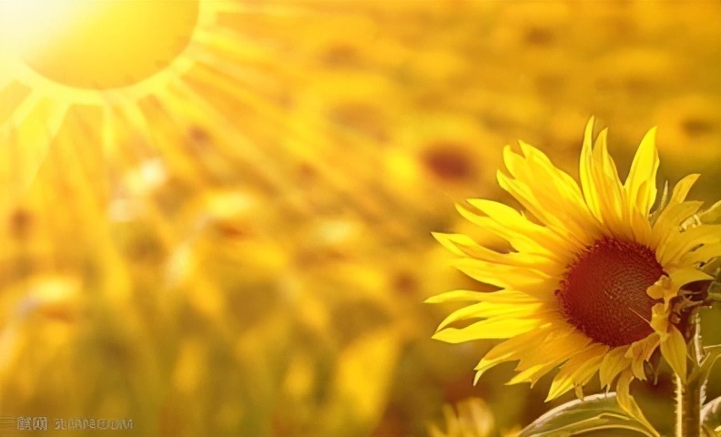 做自媒体一个月的真实经历，收入寥寥，却信心满满