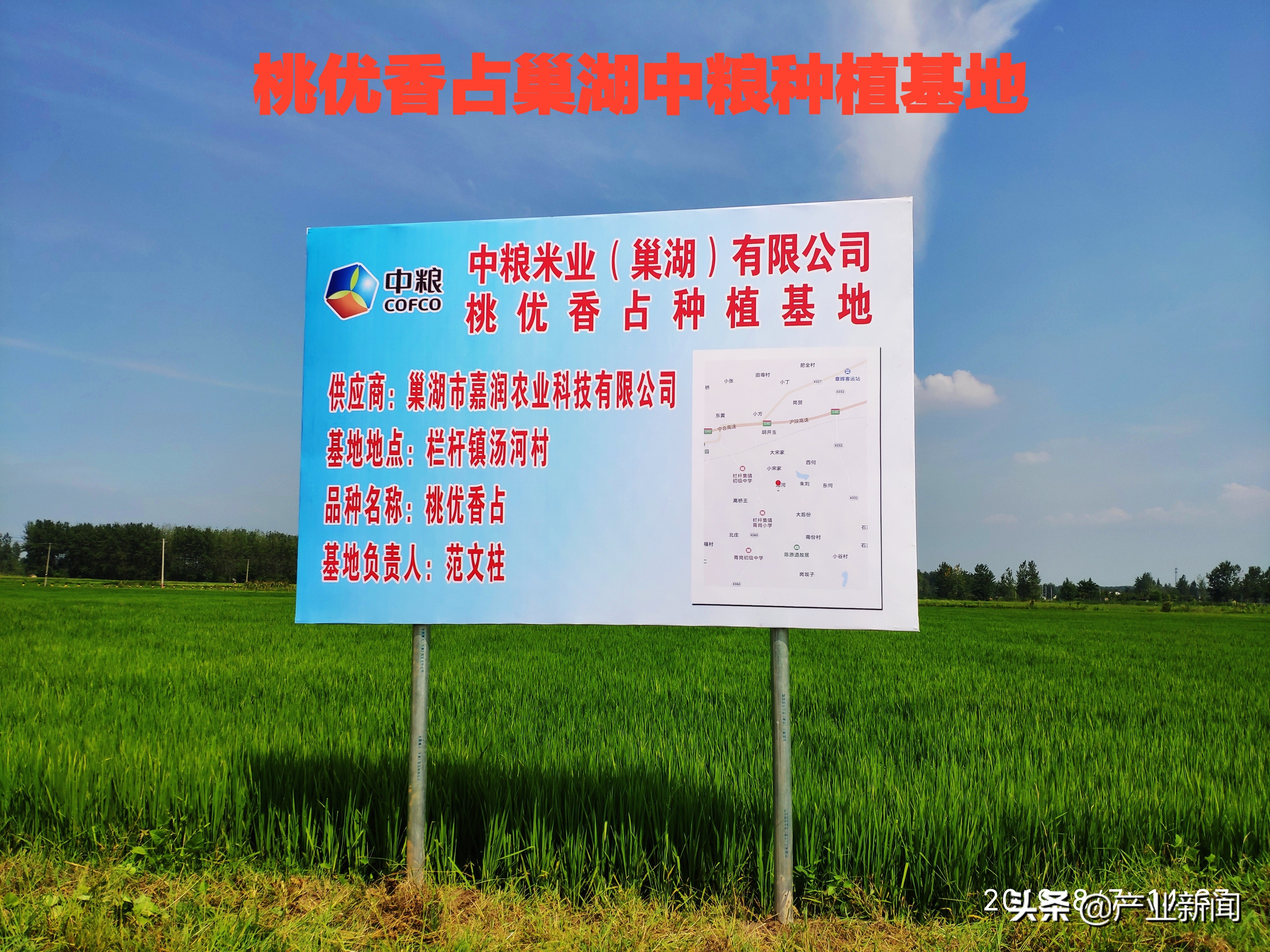 桃优香占稻虾养殖栽培技术介绍