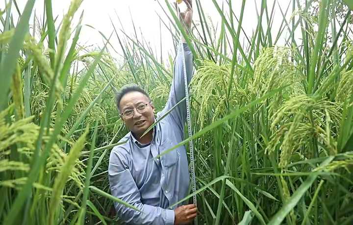 袁隆平“稻下乘凉梦”中的水稻出现了！2米高水稻在重庆试种成功