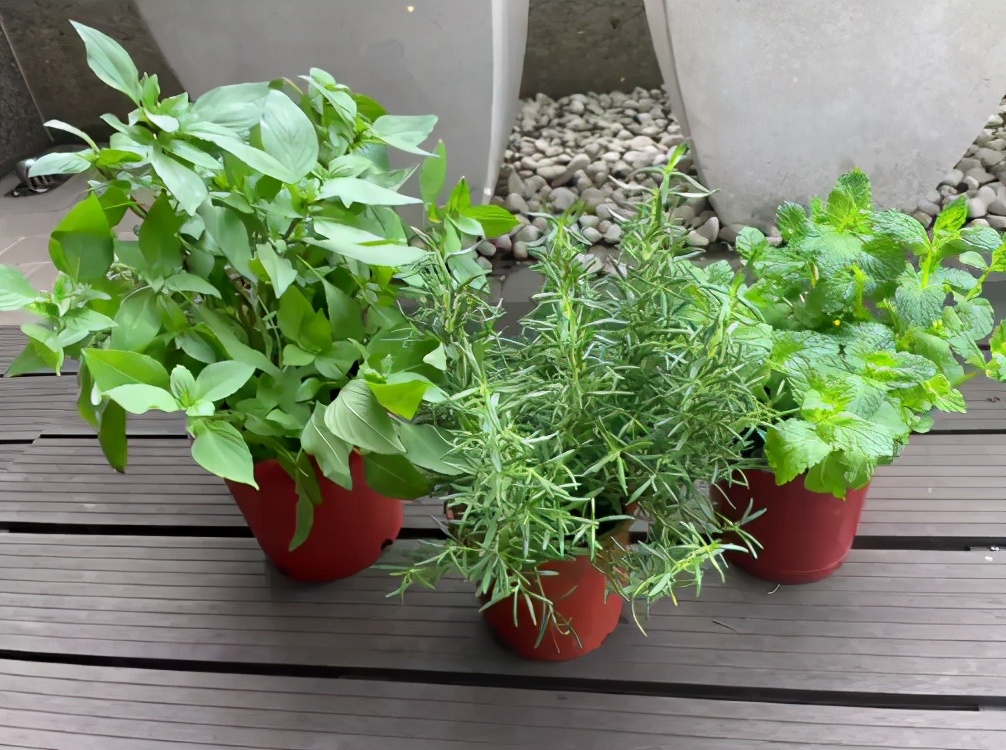 全能贤妻！林心如宅家自种香料，打算露台改菜圃曝光奢华豪宅