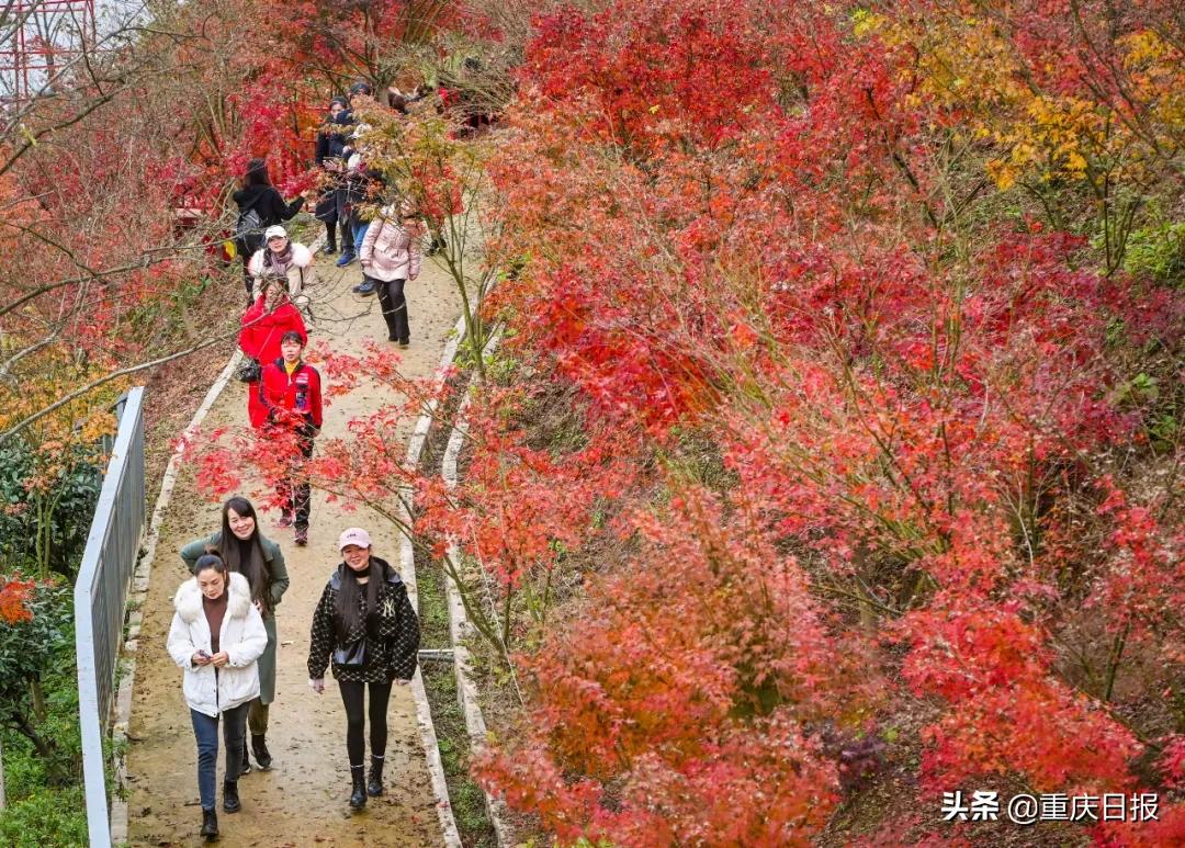 正见第101期丨寻找冬日重庆的暖