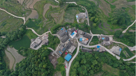贵州长顺：定期古树“体检”保护“活化石”