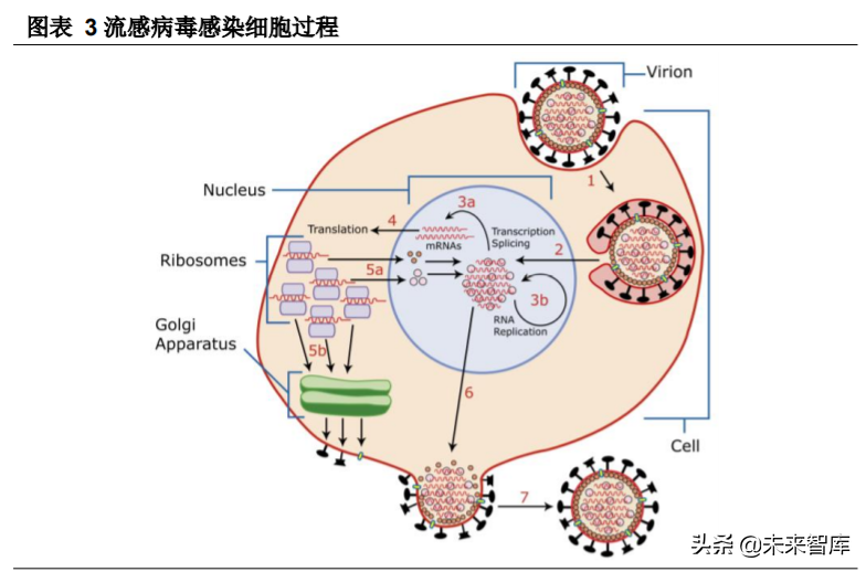 生物医药行业专题报告：抗流感市场快速增长