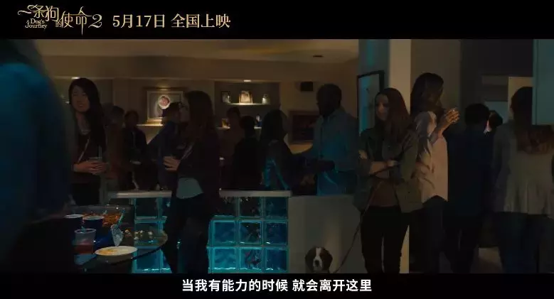 准备好纸巾!「一条狗的使命2」来了