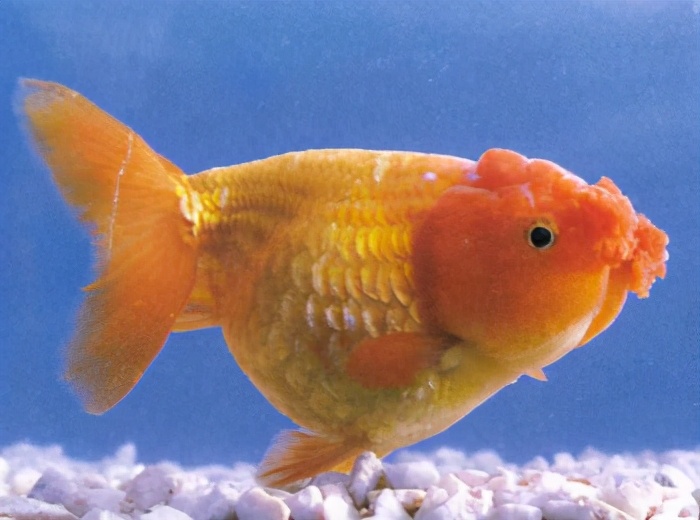 彩色高头:五鳍相逢:棕色高头翻鳃:紫高头球:玉印头球:花高头球:红文鱼