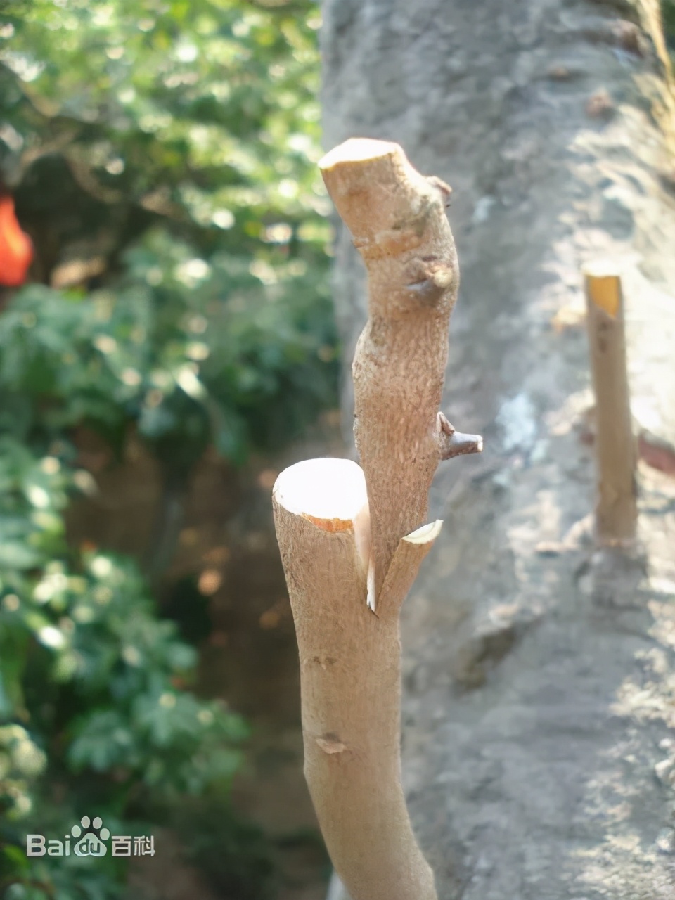 「动植物检疫」种苗出口小课堂