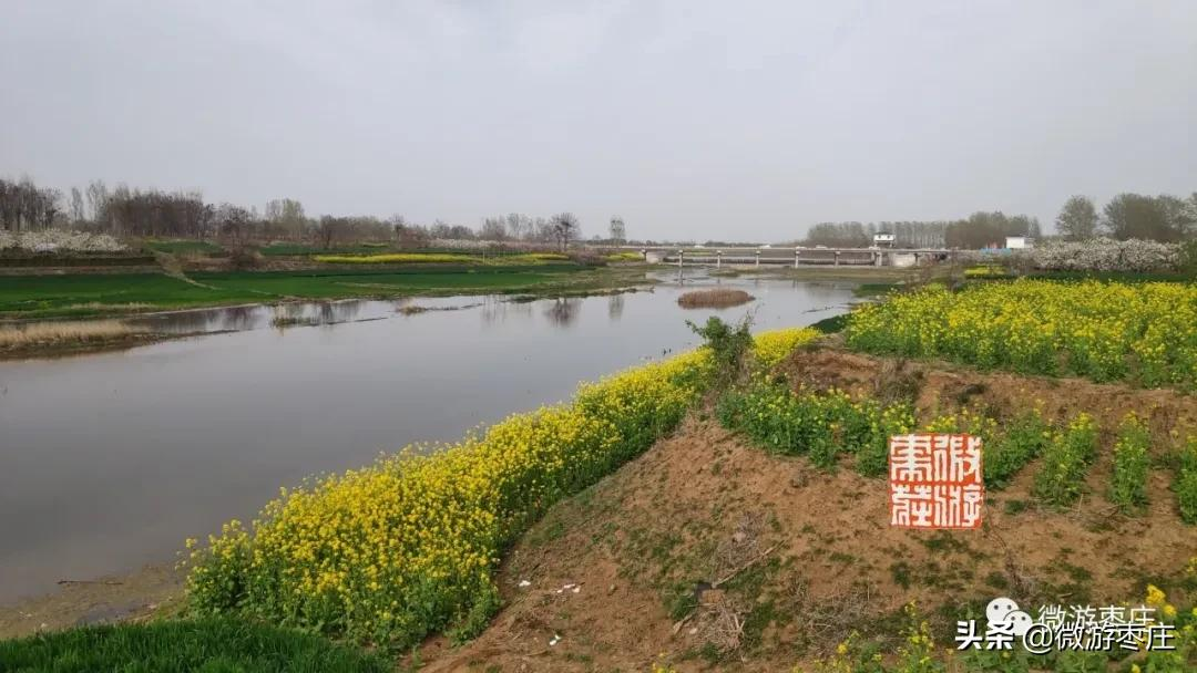 微遊棗莊的自然人文之旅 劉村梨園杜梨花白小桃紅 微遊棗莊 Mdeditor 微遊棗莊的自然人文之旅 劉村梨園杜梨花白小桃紅 微遊棗莊 Mdeditor