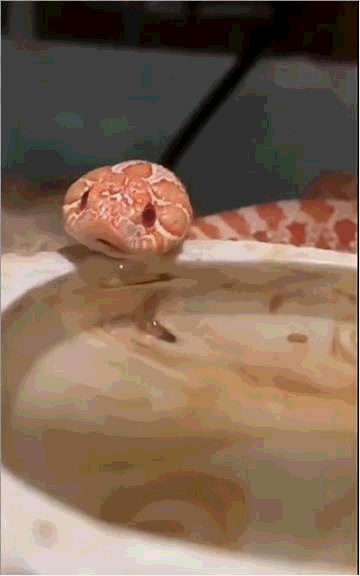 蛇界小可爱猪鼻蛇遇到危险就装死堪称最怂的蛇类