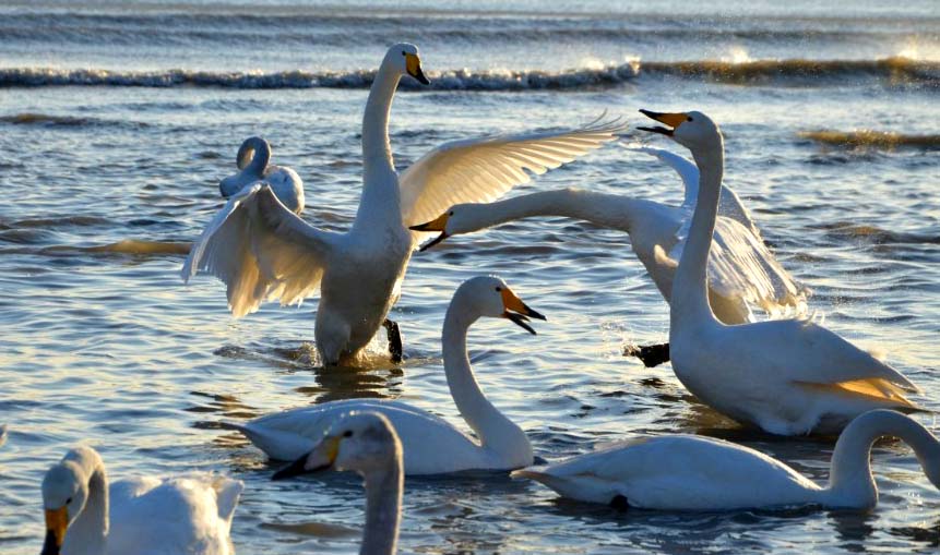 冬季来中国的好望角，看全国最早的海上日出，漫天飞舞的野生天鹅