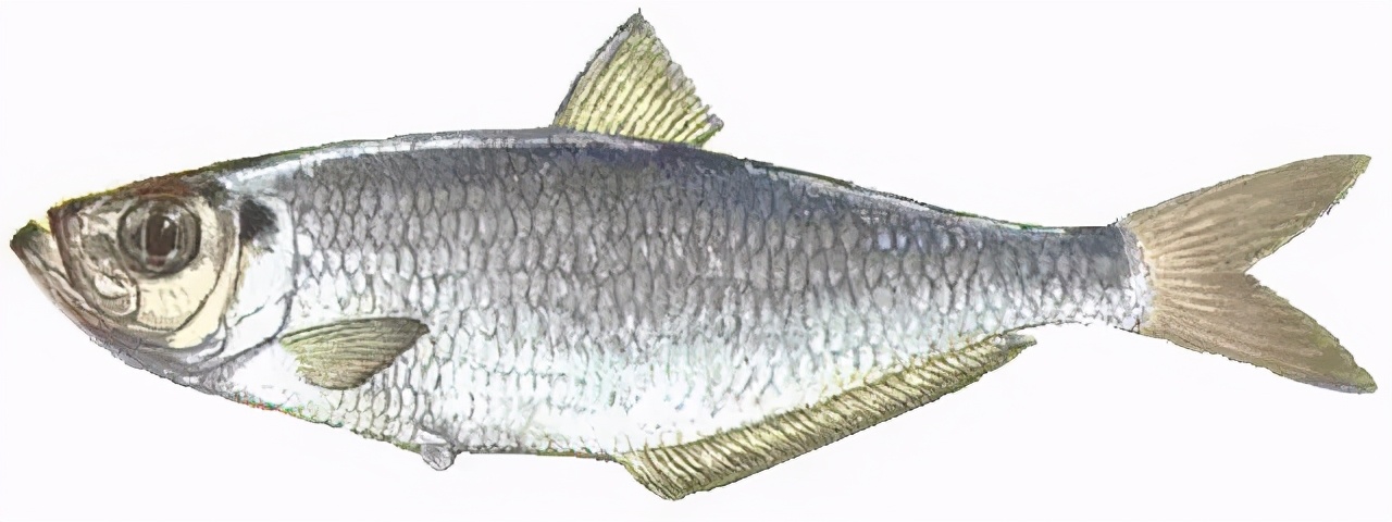 鲞鱼之鳓鱼清明之美味