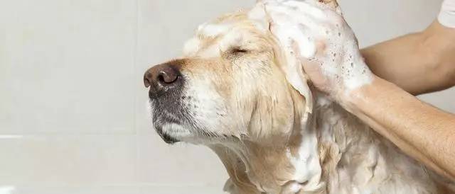 狗狗洗澡需要注意的事项！
