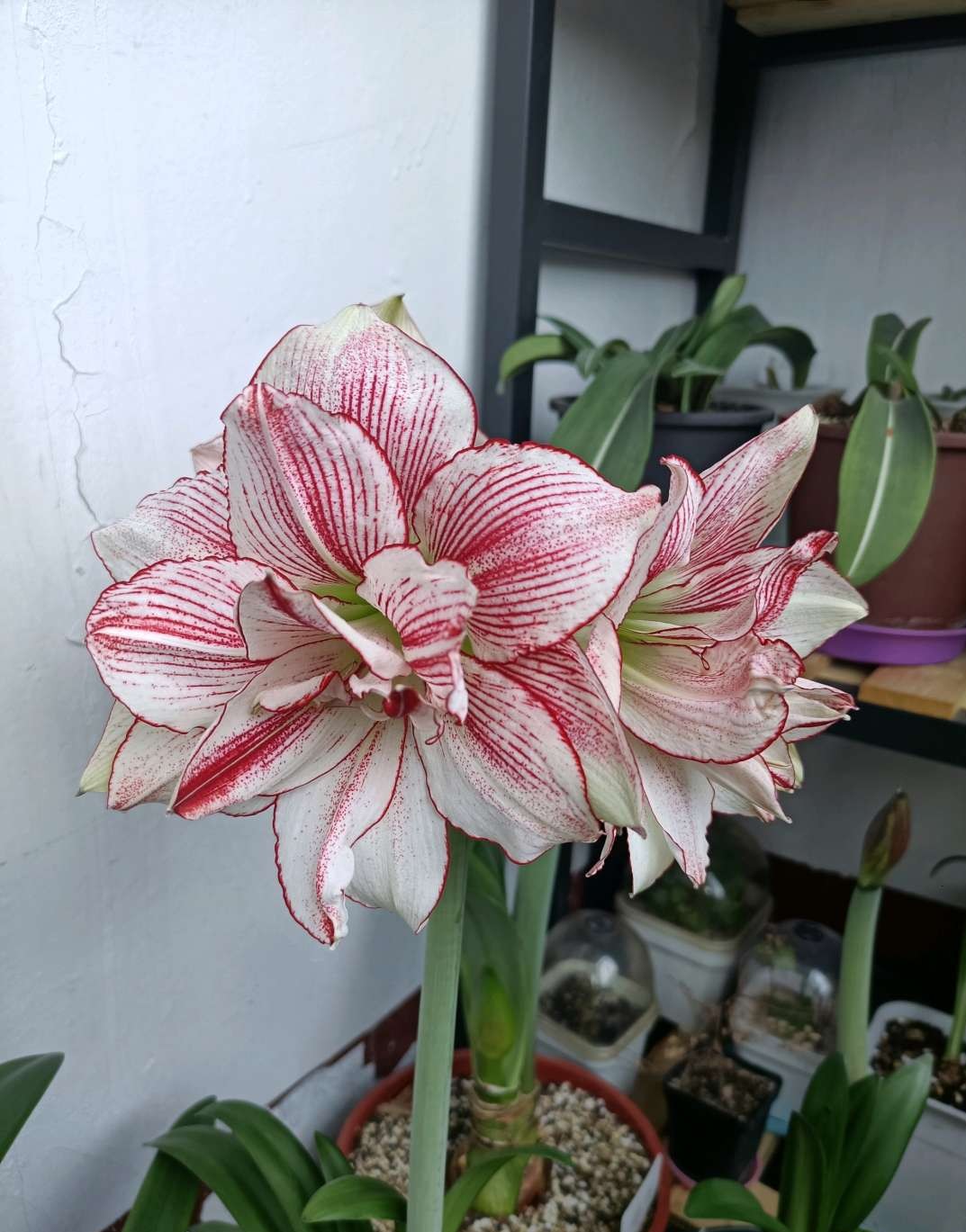 4种 富贵花平民价 关键好养活易爆盆 你养过几种 花艺空间 Mdeditor