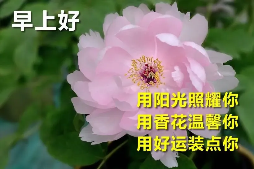 最新的早上问好祝福图片带字,最真诚的早安问候美图图片