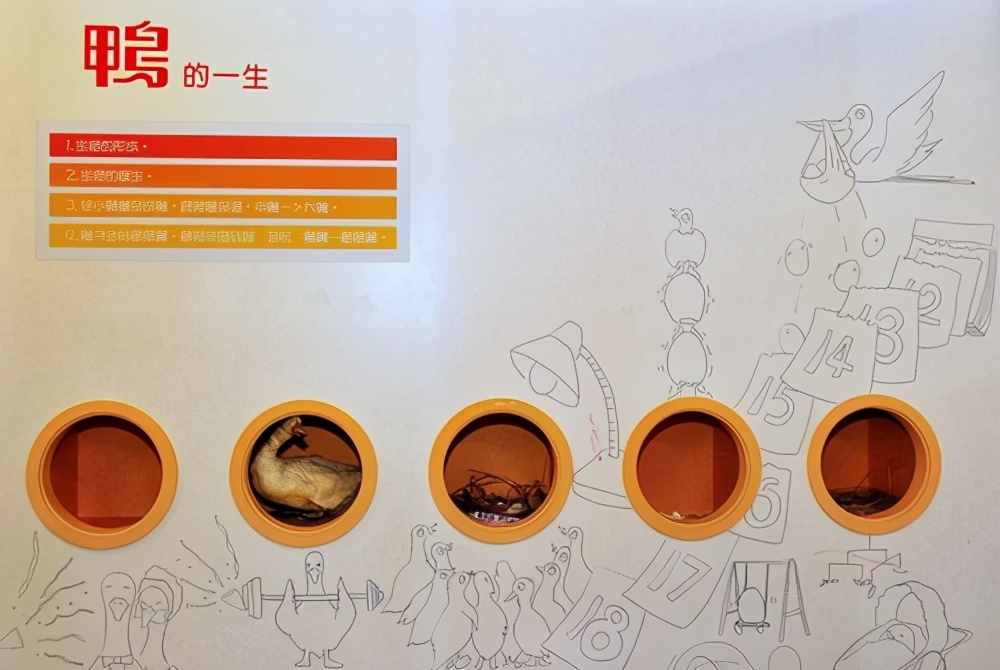 看完博士鸭，变成鸭博士
