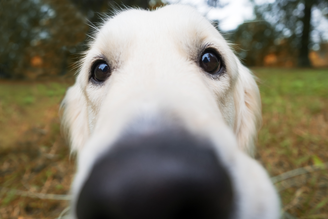 狗狗鼻子干不一定是生病！但狗狗鼻子干还有这些症状，就是生病了