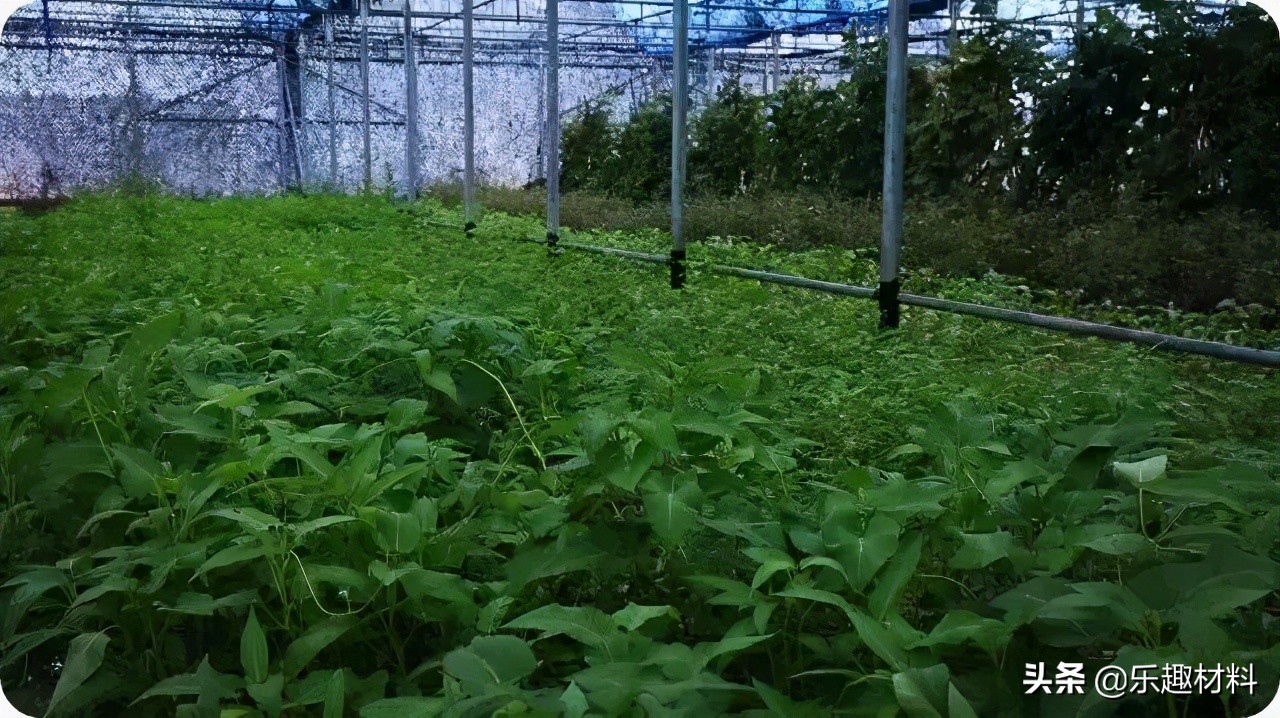 150多万株热带植物扎根南沙，三大岛加速转变成真正的自然岛