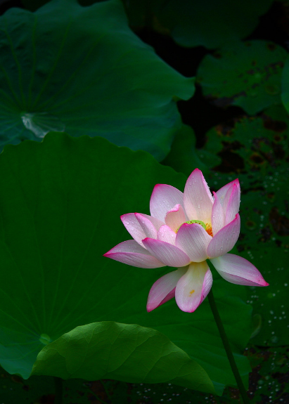 江南可采莲，十首采莲的诗词，带你欣赏荷塘的美景-第7张图片-诗句网