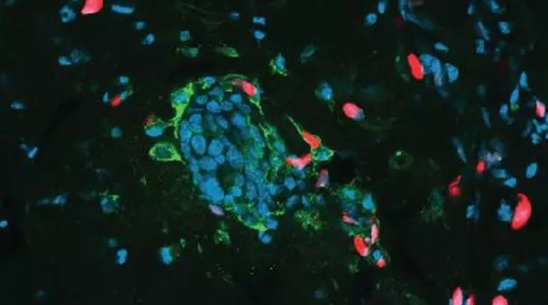 Ȩ���о�����ϸ��������Ѫ���������ڣ����Ƿ������ж������