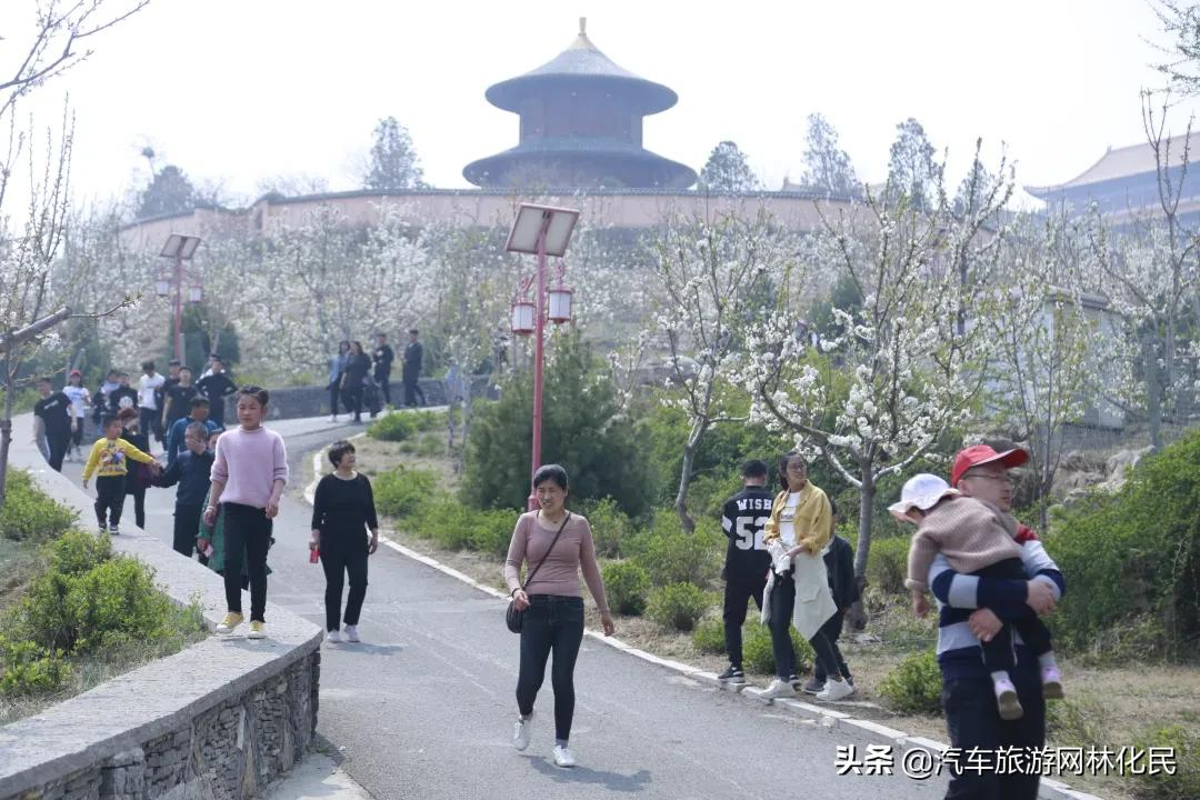 沂蒙马泉休闲园万亩樱桃花开,门票免费送啦
