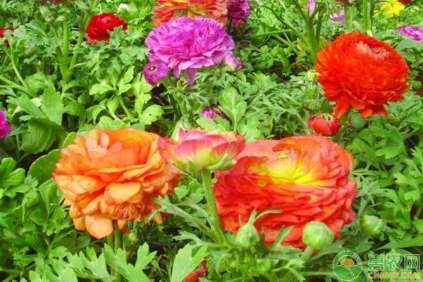 牡丹有什么利用价值？牡丹和芍药的区别在哪？