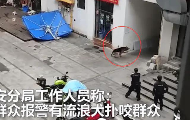 圣母心！流浪德牧犬咬人被8枪击毙，爱狗人士组团悼念鲜花堆如山