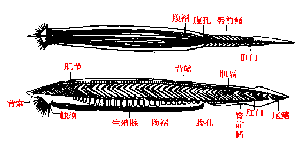 似魚(yú)非魚(yú)，種類(lèi)不多，卻在動(dòng)物界地位特殊