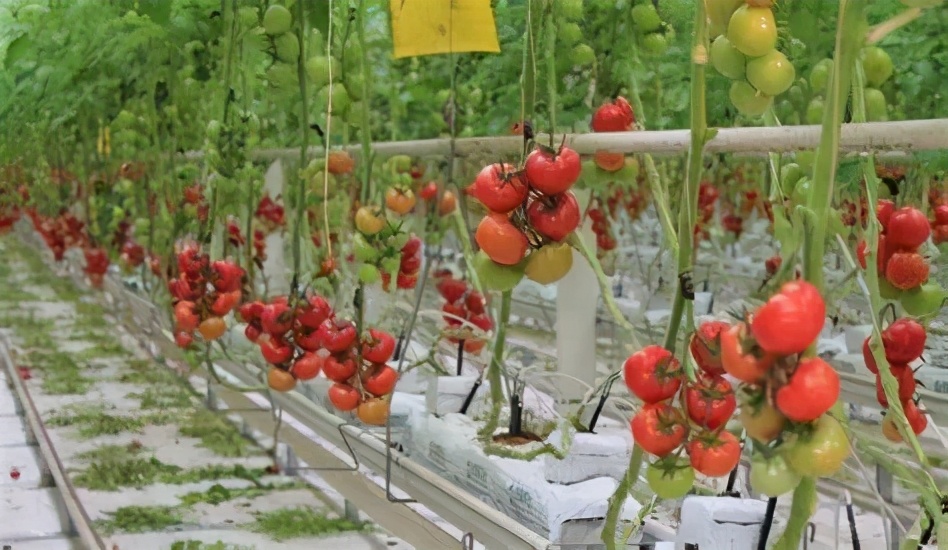 「动植物检疫」种苗出口小课堂