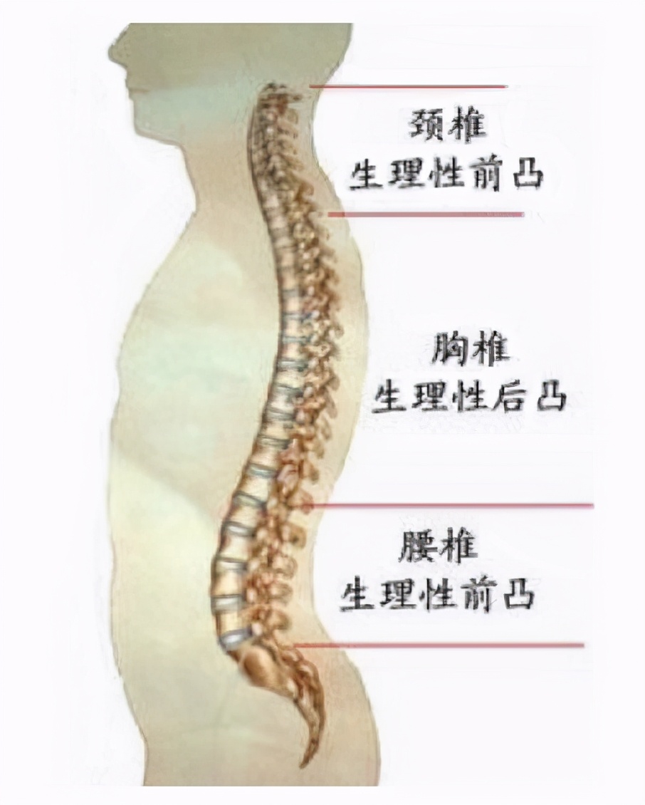 是有几个重要的前凸或者后凸的生理曲度,比如我们的颈椎,腰椎是前凸的