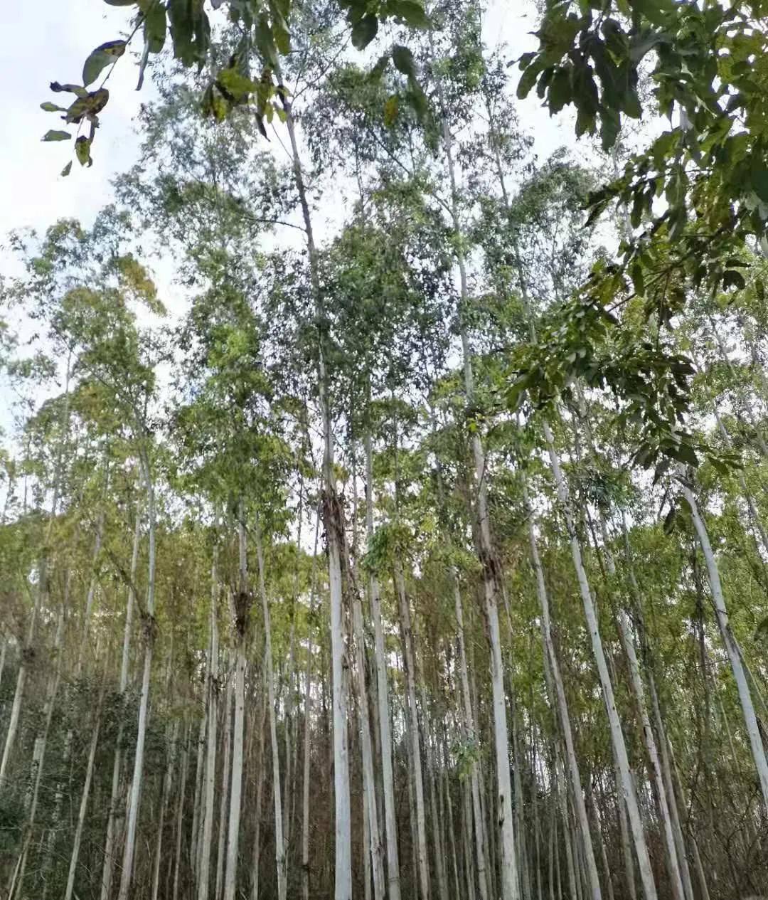 把春天送给你丨记双流区实小外国语学校三·八国际妇女节特别活动