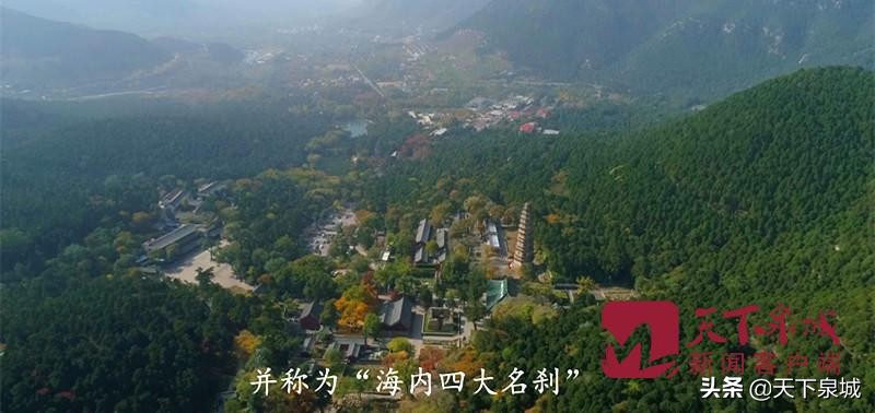 一叶知秋 遍地金黄 济南灵岩寺千年银杏迎最美时刻