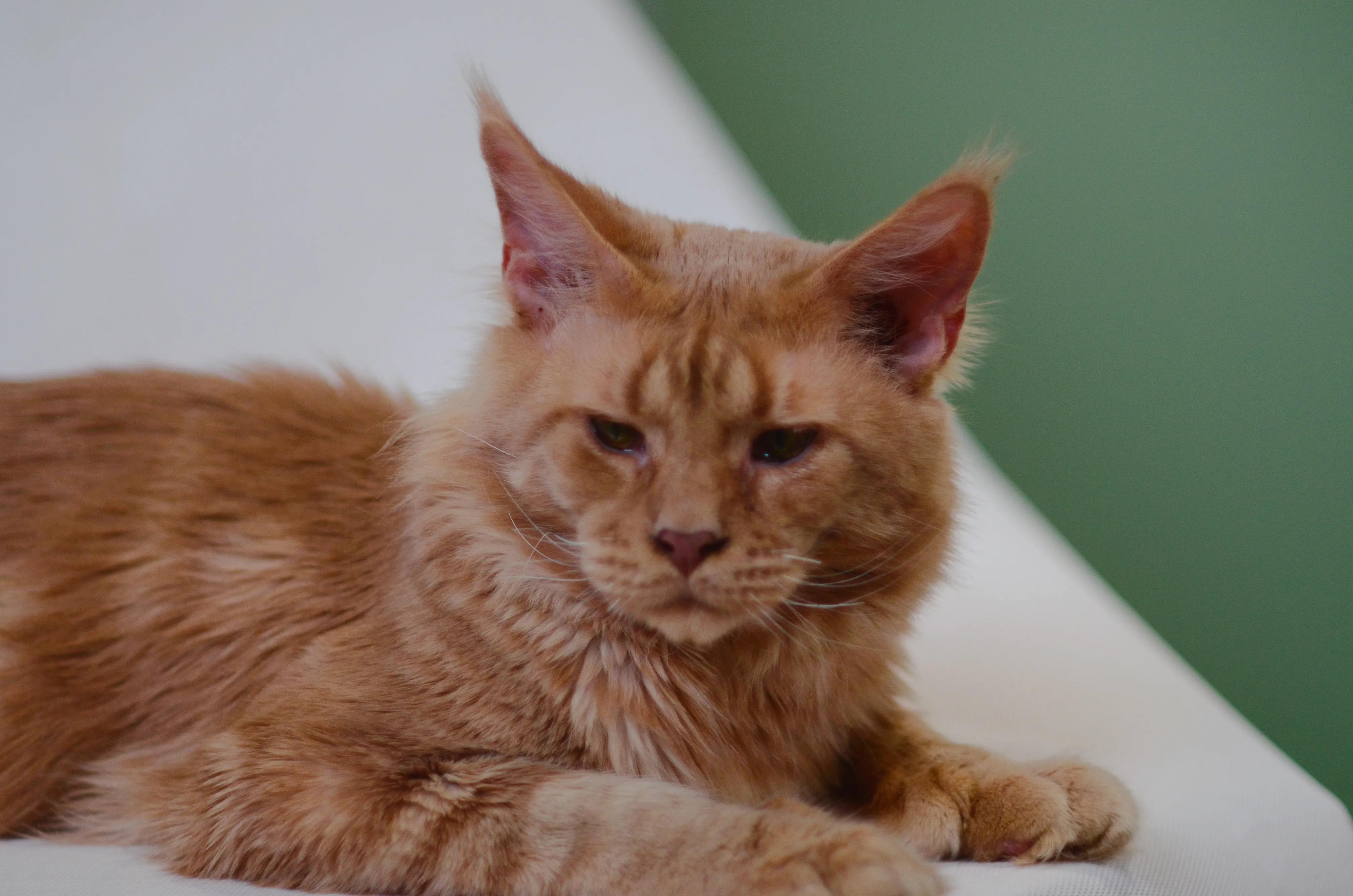 宠物拍摄猫咪篇