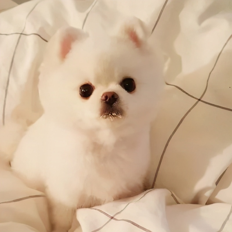 想不到你是这样子的博美，说好的乖巧呢？