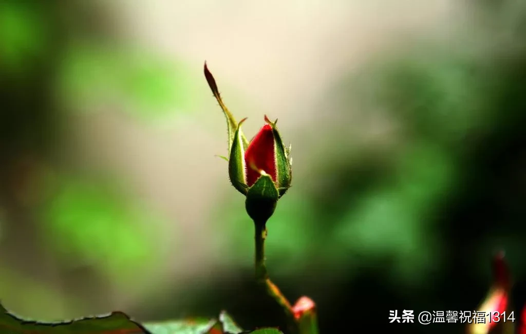 晚安心语优美的入心短句 每句写到心坎上