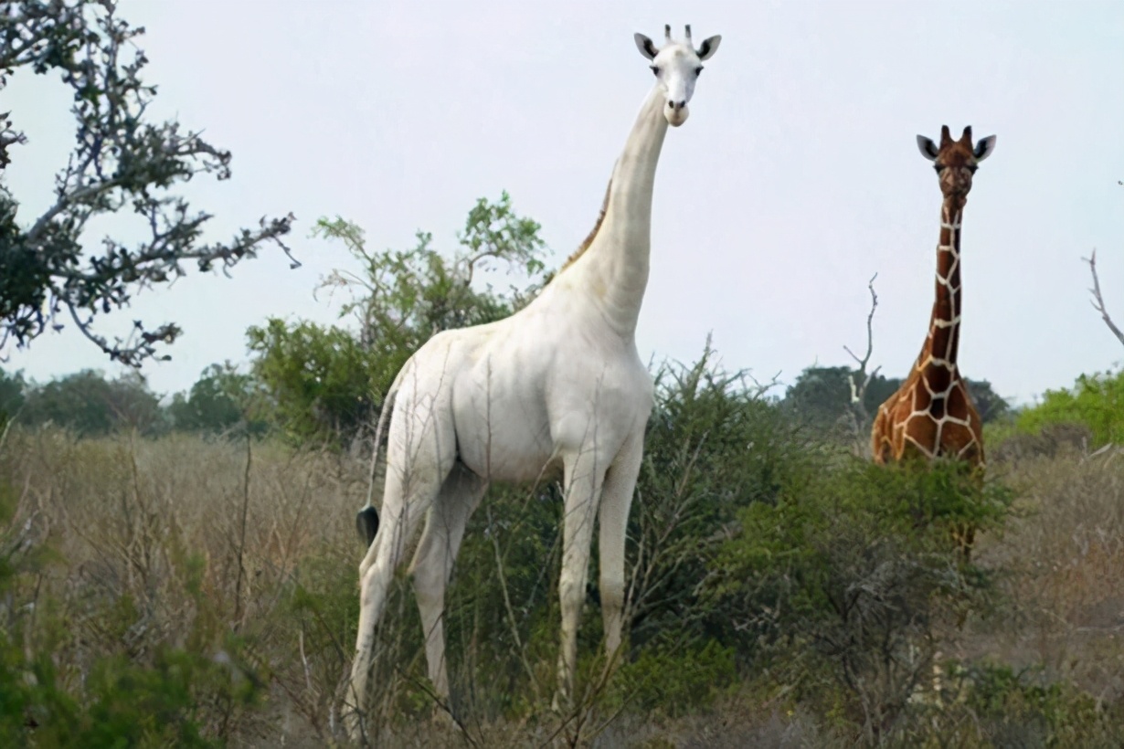 白色长颈鹿被定位据悉白色的长颈鹿是地球上最稀有的长颈鹿品种之一