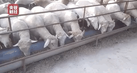 可怕！“瘦肉精肉”竟流入市場！嚴重可導致死亡…
