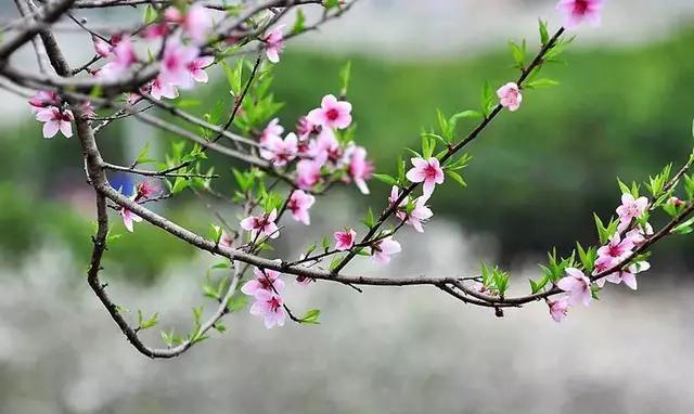 每日一诗|《雨晴》唐•王驾