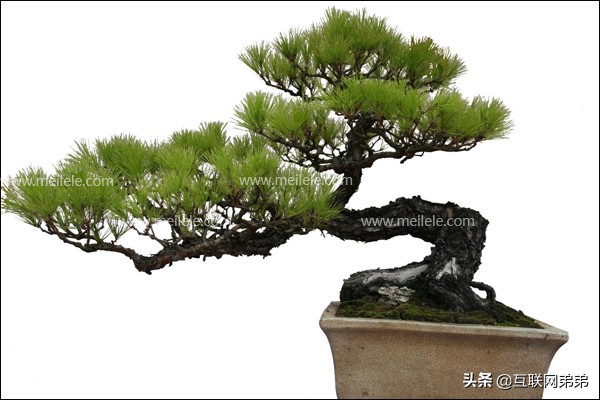 松柏的诗词集合-第5张图片-非凡网