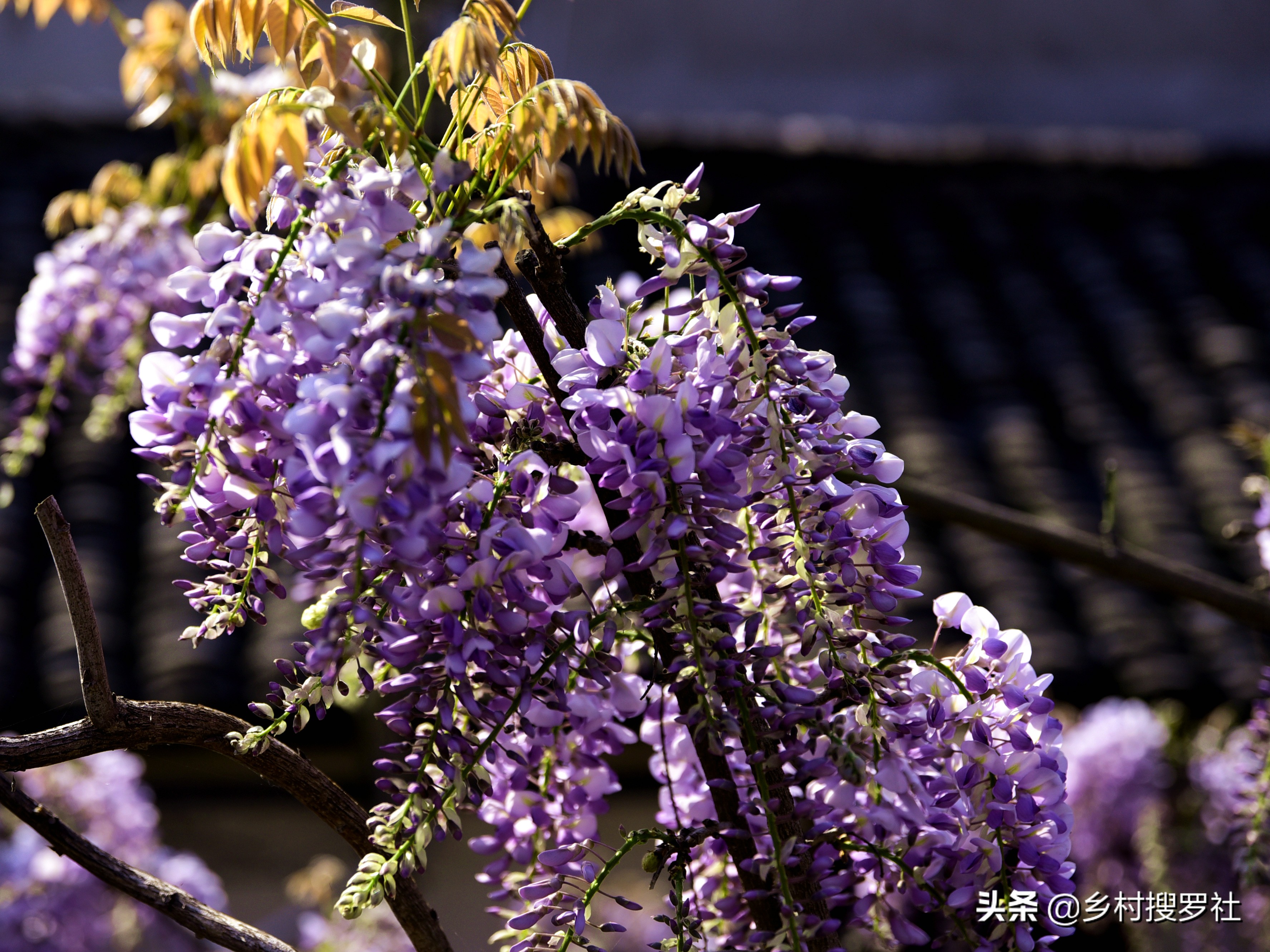 滿眼春色緣紫衣,這樣開花的紫藤,庭院角落就能養好