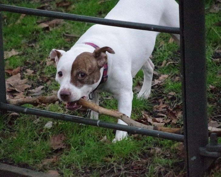 20張狗狗搞笑圖片，趕快給勞資刪了，我不要面子的啊