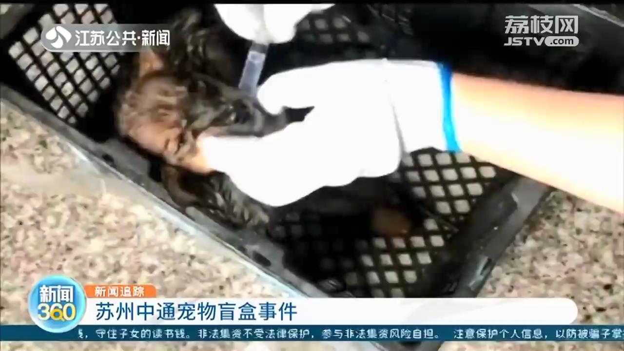 苏州宠物盲盒7只存活狗狗尚在治疗 中通快递承担医治费用