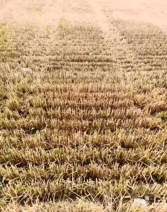 天气越来越热小麦收割步入高峰 市场价格是上涨