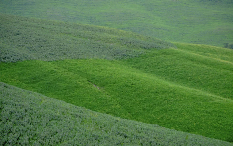 盤點園林景觀設計常用的各類植物和材料，讓設計師不再迷茫