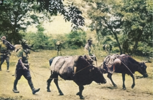 真实的鬼子进村是怎么样的?日军烧杀抢掠,电