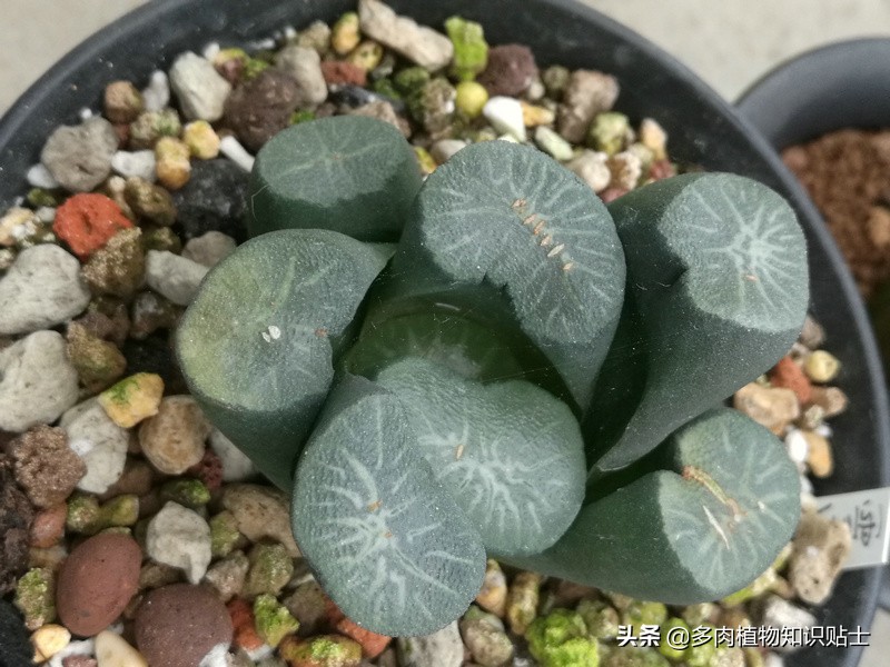瞧瞧我家的十二卷，这些多肉植物可都是贵货