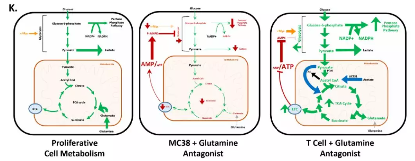 Ȩ���о�����ϸ��������Ѫ���������ڣ����Ƿ������ж������