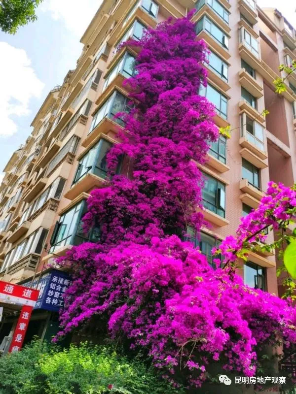 昆明一小区养了一棵花，枝条爬上7层楼，路人都