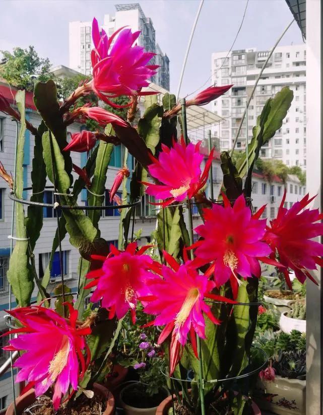 令箭荷花是蟹爪兰吗 花痴说花 Mdeditor