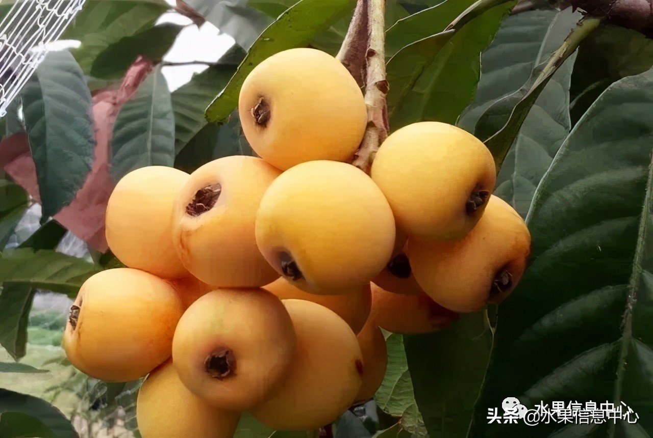 中國(guó)到底哪里的枇杷最好吃？