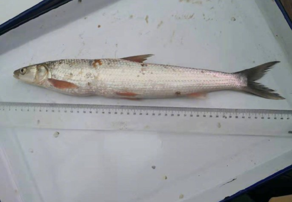 長江發現“神秘物種”鳤，本可長10餘公斤，為何如今很難見到？